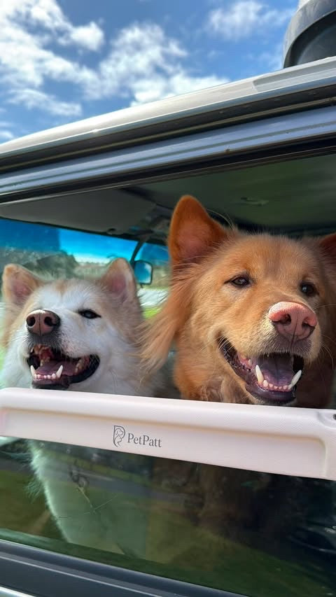 PetPatt dog enjoying a car ride