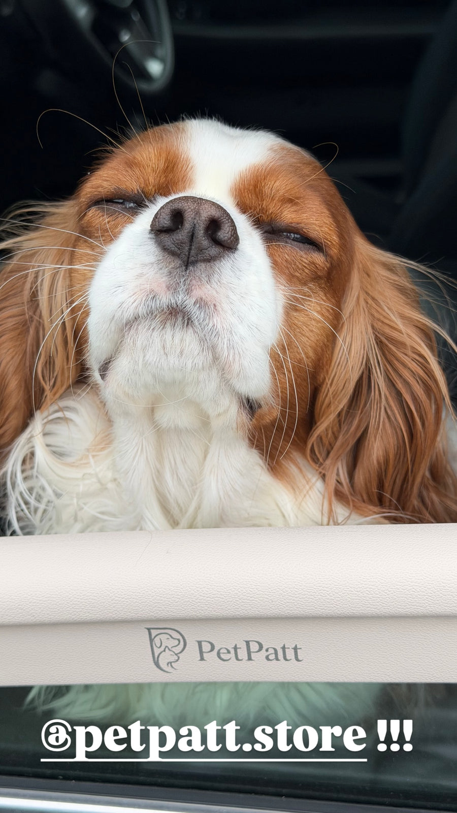 PetPatt dog enjoying a car ride