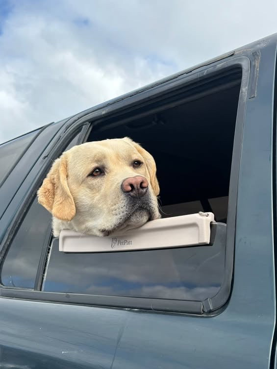 PetPatt dog enjoying a car ride