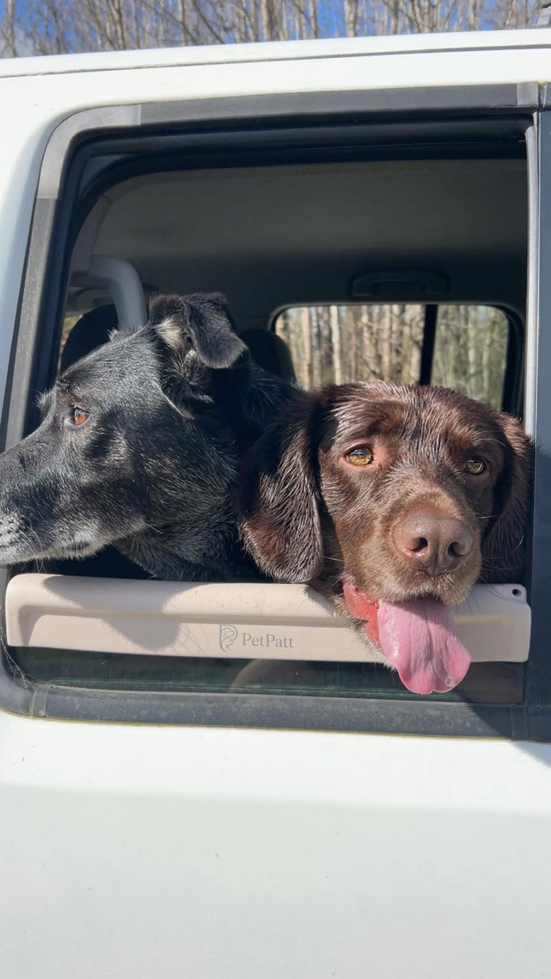 Dog experiencing an uncomfortable car ride