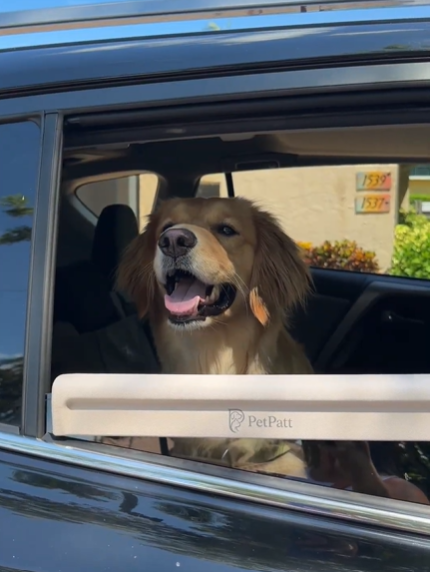 Dog experiencing an uncomfortable car ride