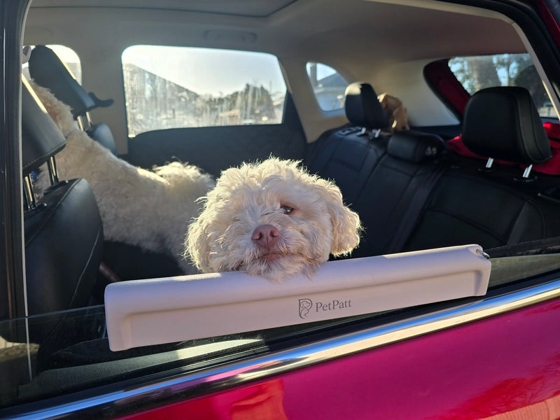 Dog experiencing an uncomfortable car ride