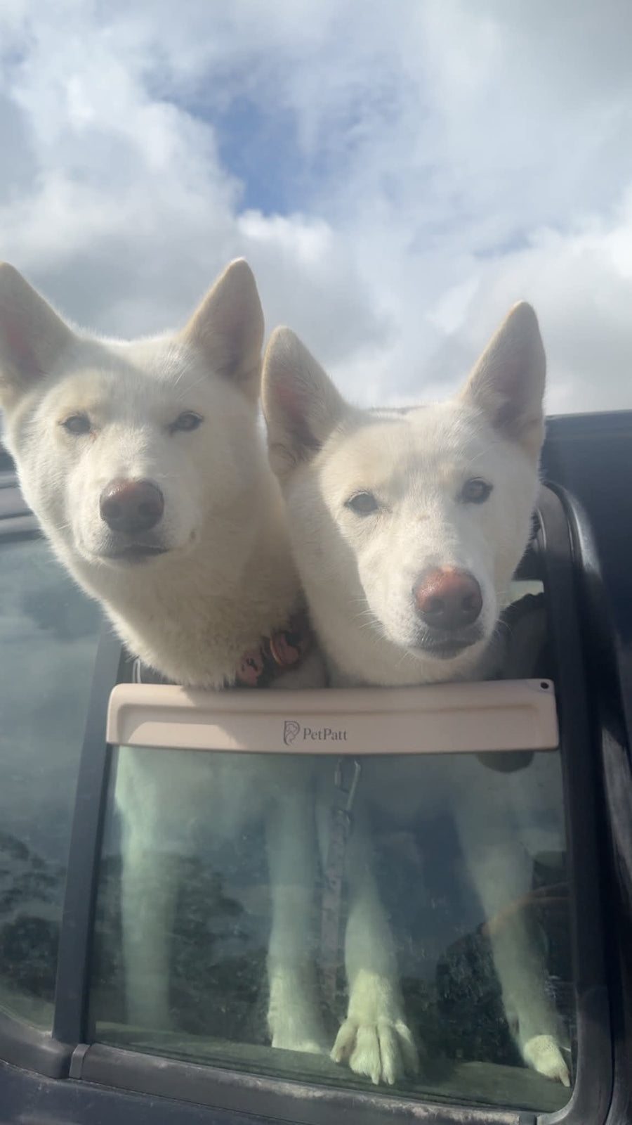 PetPatt dog enjoying a car ride