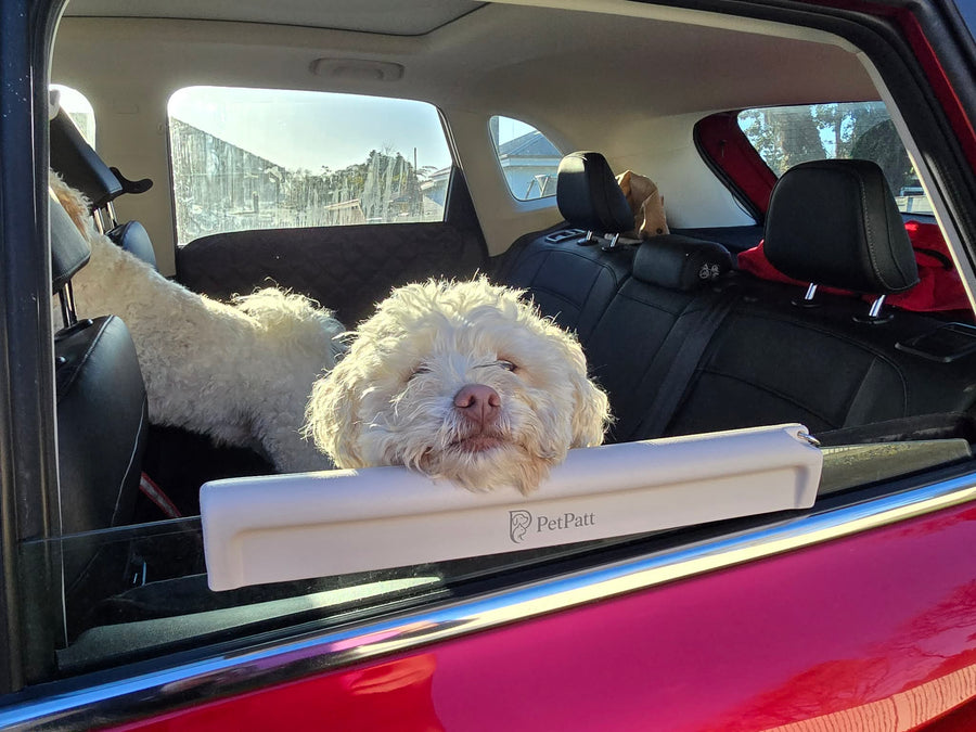 PetPatt dog enjoying a car ride