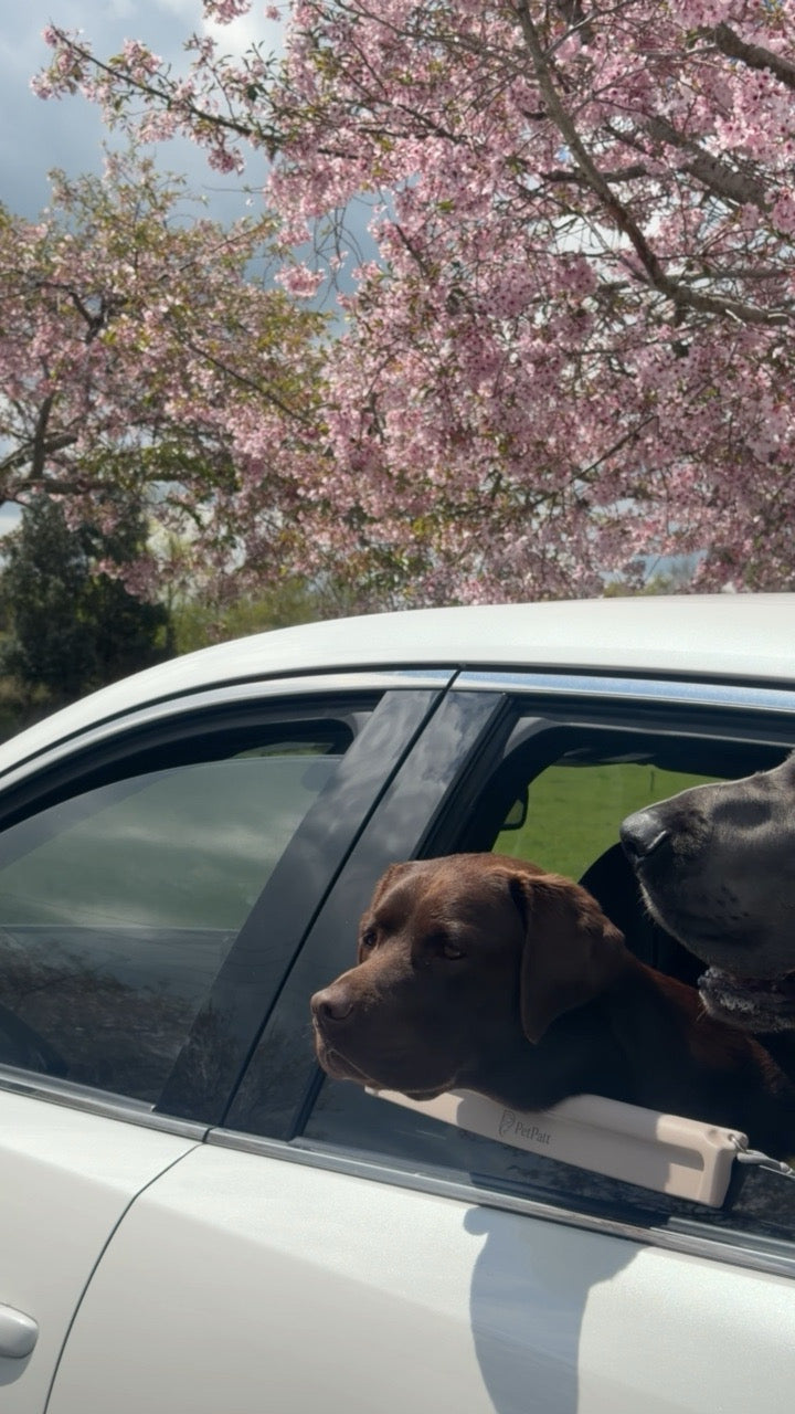 PetPatt dog enjoying a car ride