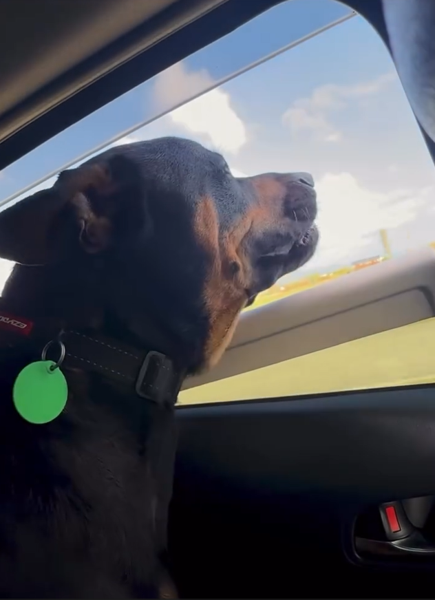 PetPatt dog enjoying a car ride