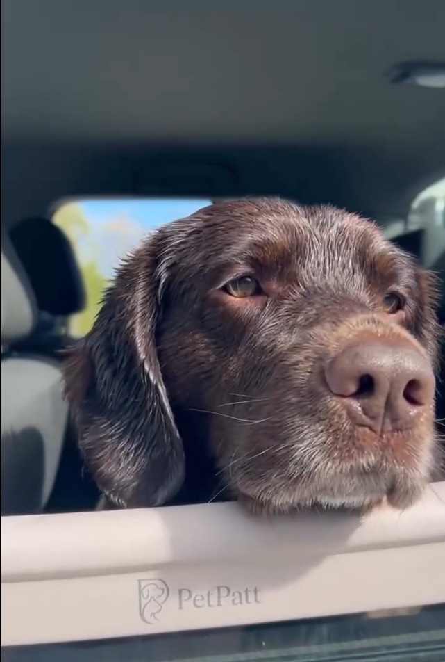 PetPatt dog enjoying a car ride