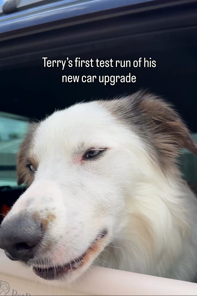 PetPatt dog enjoying a car ride