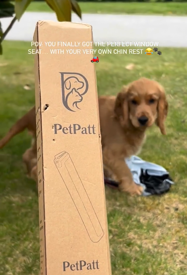 PetPatt dog enjoying a car ride