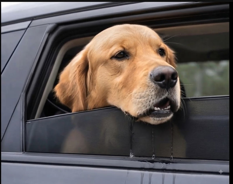 Dog experiencing an uncomfortable car ride