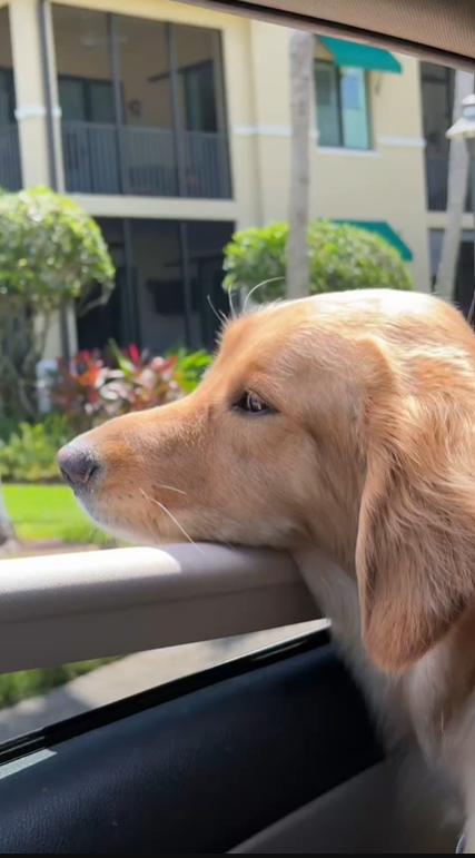 PetPatt dog enjoying a car ride