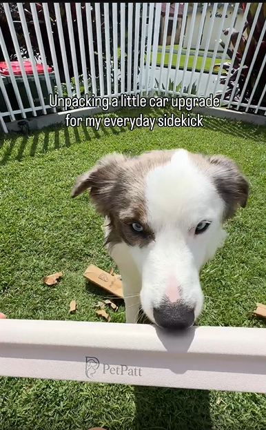 PetPatt dog enjoying a car ride
