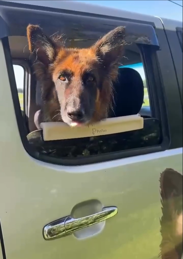 PetPatt dog enjoying a car ride