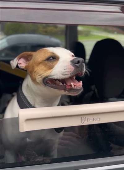 PetPatt dog enjoying a car ride